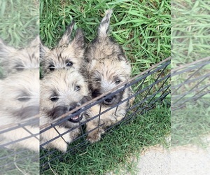 Cairn Terrier Puppy for sale in ELIZABETH CITY, NC, USA