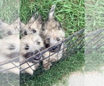 Small Cairn Terrier