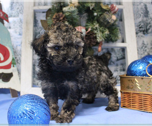 Poodle (Toy) Puppy for sale in CHANUTE, KS, USA