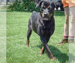 Small #2 Rottweiler