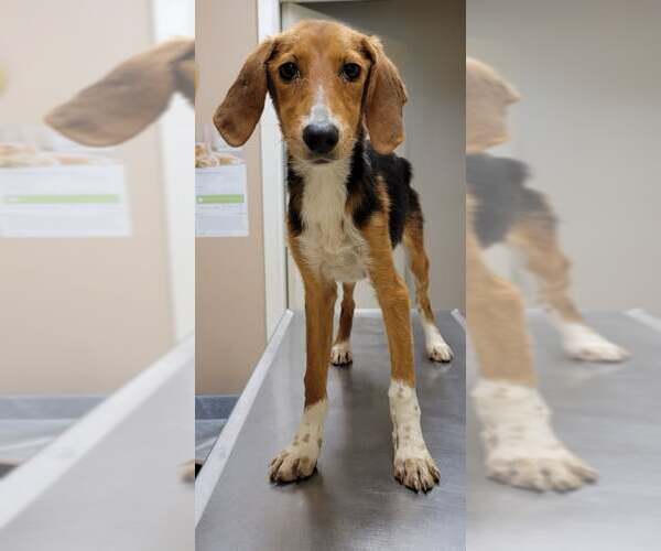 Medium Photo #8 Beagle-Unknown Mix Puppy For Sale in Las Vegas, NV, USA