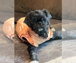 Small Pug-Shih Tzu Mix