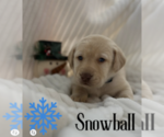 Puppy Snowball Labrador Retriever