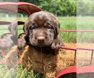 Labrador Retriever Puppy for sale in NEOLA, WV, USA