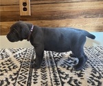 Small Photo #46 Cane Corso Puppy For Sale in BARBOURSVILLE, VA, USA