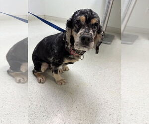 Cocker Spaniel Dogs for adoption in Sioux Falls, SD, USA
