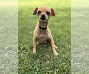 Chihuahua-Unknown Mix Dogs for adoption in PIPE CREEK, TX, USA