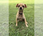 Small Chihuahua Mix