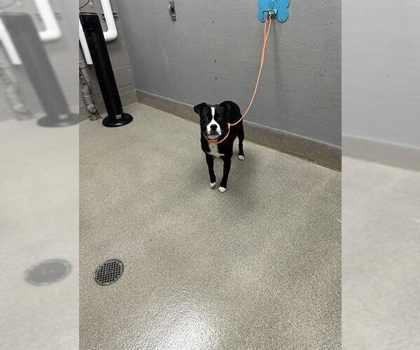 Medium Photo #1 Boston Terrier-Unknown Mix Puppy For Sale in Las Vegas, NV, USA