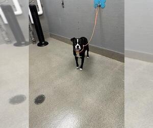 Boston Terrier-Unknown Mix Dogs for adoption in Las Vegas, NV, USA