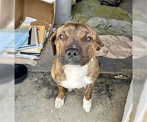 Leo - Male Bullboxer Pit Dog for Adoption - Photo #2