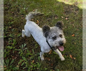 Pumi-Unknown Mix Dogs for adoption in St. Louis Park, MN, USA