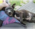 Small Labrador Retriever Mix
