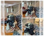 Puppy Groot Pug