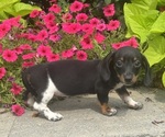 Small #2 Dachshund