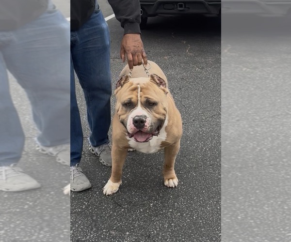 Medium Photo #1 American Bully Puppy For Sale in FAIRFIELD, CA, USA
