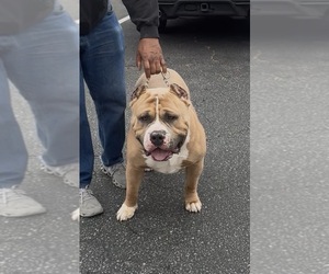 Father of the American Bully puppies born on 04/10/2026