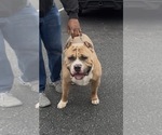 Small Photo #1 American Bully Puppy For Sale in FAIRFIELD, CA, USA