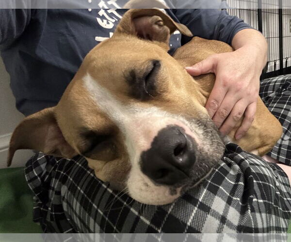 Medium Photo #8 Boxer Puppy For Sale in Rockville, MD, USA