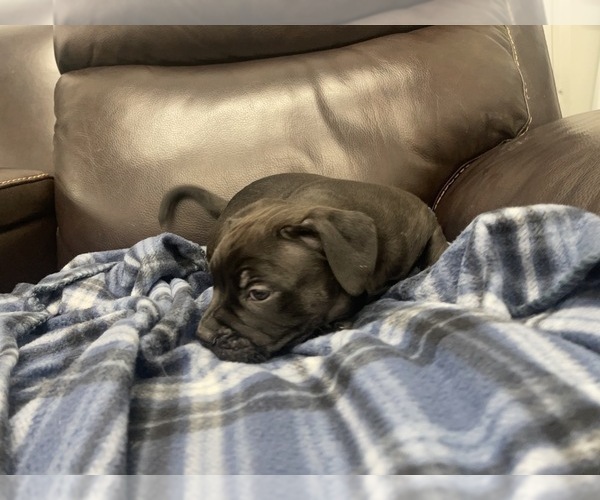 Medium Photo #46 American Bully Puppy For Sale in REESEVILLE, WI, USA