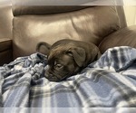 Small Photo #46 American Bully Puppy For Sale in REESEVILLE, WI, USA