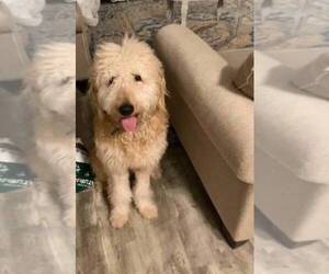 Goldendoodle Puppy for sale in CAPE CORAL, FL, USA