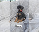 Small #1 Doberman Pinscher