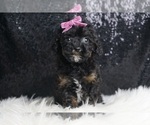 Puppy Gidget UABR Poodle (Miniature)