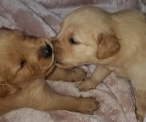 Golden Retriever Puppy for sale in FLORENCE, KY, USA