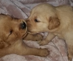 Litter - Male Golden Retriever Puppy for Sale - Small photo