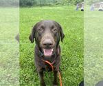 Small #1 Labrador Retriever