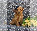 Small Photo #1 Miniature Labradoodle Puppy For Sale in KINZERS, PA, USA
