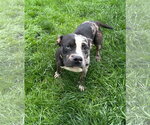 Small #1 Bulldog Mix
