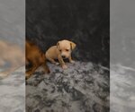 Small Photo #5 Chiweenie Puppy For Sale in PINSON, AL, USA