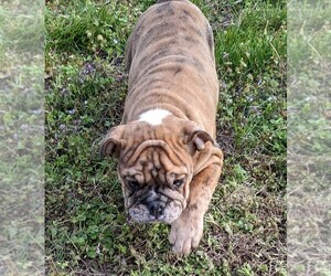 Bulldog Puppy for sale in GREEN FOREST, AR, USA