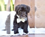 Small #5 Portuguese Water Dog