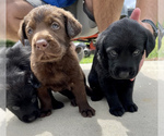 Puppy 1 Labrador Retriever