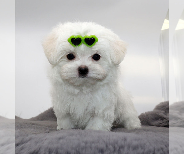 Medium Photo #2 Maltese Puppy For Sale in LOS ANGELES, CA, USA