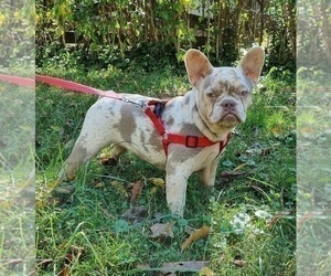 French Bulldog Dog for Adoption in GAITHERSBURG, Maryland USA