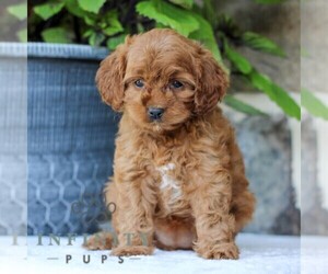 Cavapoo Puppy for sale in EAST EARL, PA, USA