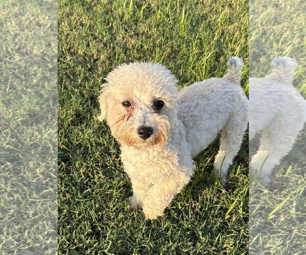 Medium Photo #2 Poodle (Miniature)-Unknown Mix Puppy For Sale in Pacolet, SC, USA