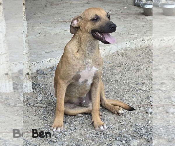 Medium Photo #3 Mountain Cur-Unknown Mix Puppy For Sale in Boston, MA, USA