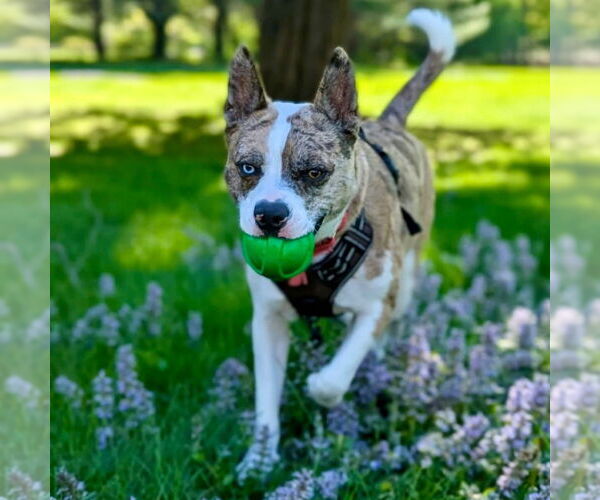 Medium Photo #39 Catahoula Leopard Dog-Unknown Mix Puppy For Sale in Canton, CT, USA