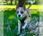 Small #38 Catahoula Leopard Dog Mix