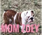 Small Photo #14 Bulldog Puppy For Sale in BOWLING GREEN, KY, USA