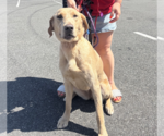 Small #19 Labrador Retriever Mix