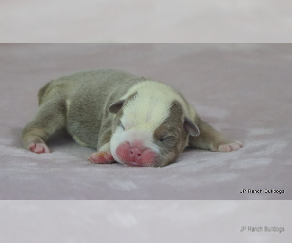 Medium Photo #7 Bulldog Puppy For Sale in WINNSBORO, TX, USA