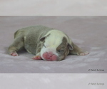 Small #6 Bulldog