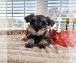 Small #1 Schnauzer (Miniature)