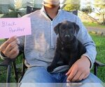 Puppy Black Panther Australian Cattle Dog-Border Collie Mix